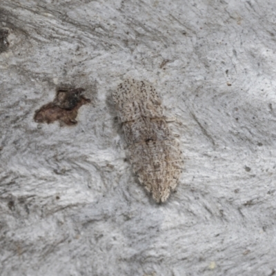 Ledromorpha planirostris (A leafhopper) at Higgins, ACT - 30 Dec 2021 by AlisonMilton