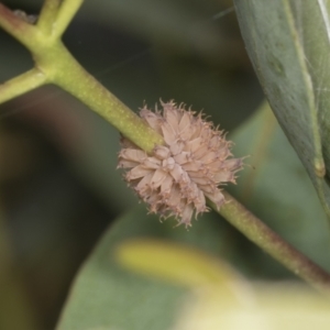 Paropsis atomaria at Higgins, ACT - 30 Dec 2021