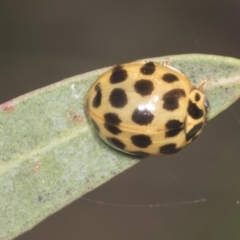 Harmonia conformis (Common Spotted Ladybird) at Hawker, ACT - 30 Dec 2021 by AlisonMilton