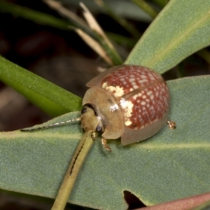 Paropsisterna decolorata at Higgins, ACT - 30 Dec 2021