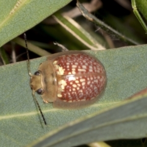 Paropsisterna decolorata at Higgins, ACT - 30 Dec 2021