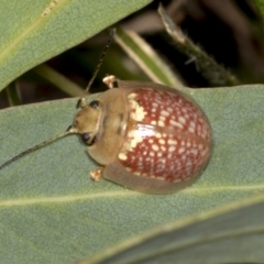 Paropsisterna decolorata at Higgins, ACT - 30 Dec 2021