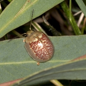 Paropsisterna decolorata at Higgins, ACT - 30 Dec 2021