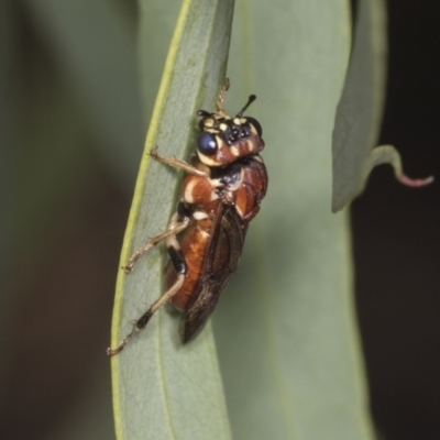 Pergagrapta sp. (genus) (A sawfly) at Higgins, ACT - 30 Dec 2021 by AlisonMilton