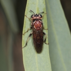 Pergagrapta sp. (genus) at Higgins, ACT - 30 Dec 2021 11:32 AM