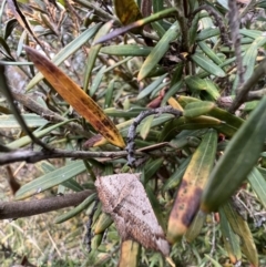 Dissomorphia australiaria at Murrumbateman, NSW - 7 Jan 2022