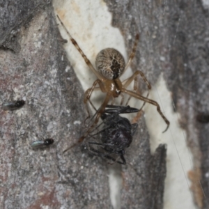 Cryptachaea veruculata at Higgins, ACT - 30 Dec 2021