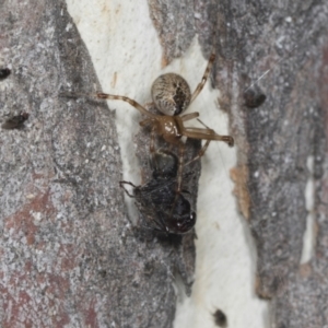 Cryptachaea veruculata at Higgins, ACT - 30 Dec 2021