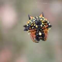 Austracantha minax (Christmas Spider, Jewel Spider) at Aranda Bushland - 6 Jan 2022 by drakes