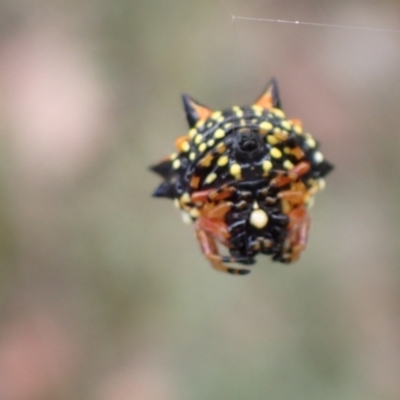 Austracantha minax (Christmas Spider, Jewel Spider) at Aranda Bushland - 7 Jan 2022 by drakes