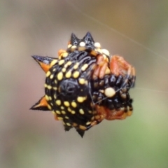 Austracantha minax at Cook, ACT - 7 Jan 2022 09:15 AM