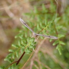 Stenoptilia zophodactylus (Dowdy Plume Moth) at Cook, ACT - 6 Jan 2022 by drakes