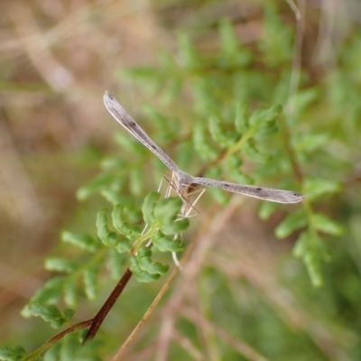 Stenoptilia zophodactylus (Dowdy Plume Moth) at Aranda Bushland - 7 Jan 2022 by drakes