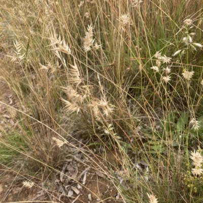 Rytidosperma sp. (Wallaby Grass) at Murrumbateman, NSW - 27 Dec 2021 by ALCaston