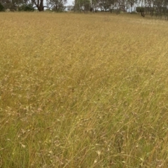 Themeda triandra (Kangaroo Grass) at Murrumbateman, NSW - 8 Jan 2022 by ALCaston