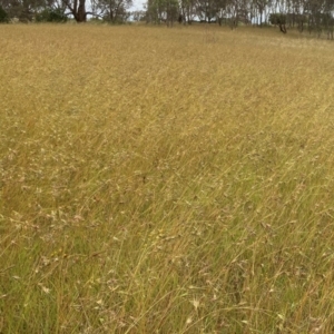 Themeda triandra at Murrumbateman, NSW - 8 Jan 2022