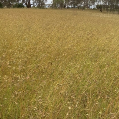 Themeda triandra (Kangaroo Grass) at Murrumbateman, NSW - 7 Jan 2022 by ALCaston