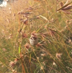 Themeda triandra at Murrumbateman, NSW - 8 Jan 2022