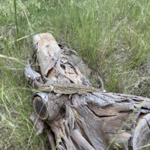 Pogona barbata at Murrumbateman, NSW - suppressed