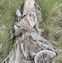 Pogona barbata at Murrumbateman, NSW - suppressed