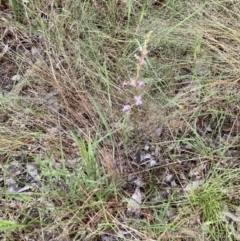 Stylidium graminifolium at Murrumbateman, NSW - 12 Nov 2021 01:15 PM