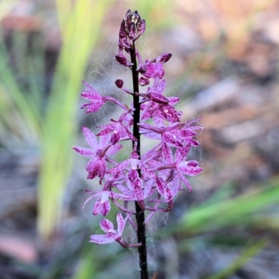 Dipodium punctatum (Blotched Hyacinth Orchid) at Pambula Beach, NSW - 30 Dec 2021 by KylieWaldon