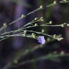 Linum marginale (Native Flax) at Pambula Beach, NSW - 30 Dec 2021 by KylieWaldon