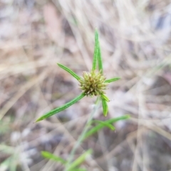 Euchiton involucratus (Star Cudweed) at Kambah, ACT - 7 Jan 2022 by MatthewFrawley