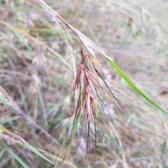 Themeda triandra (Kangaroo Grass) at Kambah, ACT - 7 Jan 2022 by MatthewFrawley