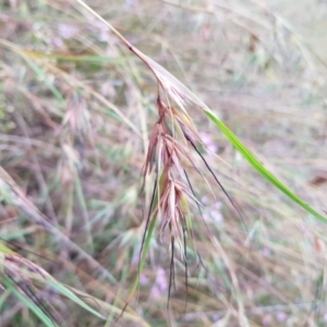 Themeda triandra at Kambah, ACT - 7 Jan 2022