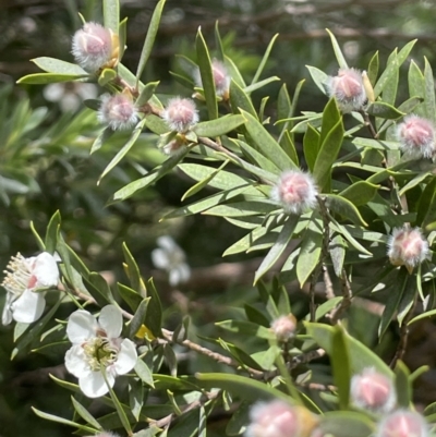 Leptospermum grandifolium (Woolly Teatree, Mountain Tea-tree) at Rendezvous Creek, ACT - 5 Jan 2022 by JaneR