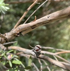 Leptospermum grandifolium at Rendezvous Creek, ACT - 5 Jan 2022