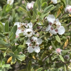 Leptospermum grandifolium at Rendezvous Creek, ACT - 5 Jan 2022