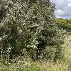 Leptospermum grandifolium at Rendezvous Creek, ACT - 5 Jan 2022