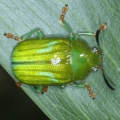 Calomela pallida (Leaf beetle) at Hackett, ACT - 6 Jan 2022 by jbromilow50