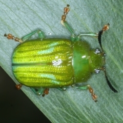 Calomela pallida (Leaf beetle) at Hackett, ACT - 6 Jan 2022 by jb2602