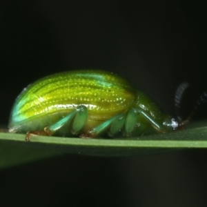 Calomela pallida at Hackett, ACT - 6 Jan 2022 01:19 PM