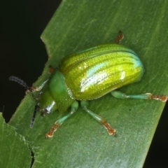 Calomela pallida at Hackett, ACT - 6 Jan 2022 01:19 PM