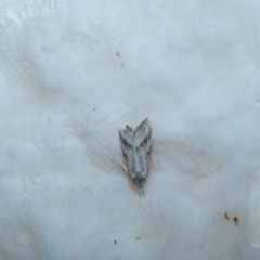 Nola paromoea (Divided Tuft-moth) at McKellar, ACT - 7 Jan 2022 by Amata