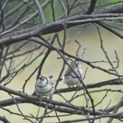 Stizoptera bichenovii (Double-barred Finch) at Woodstock Nature Reserve - 7 Jan 2022 by wombey