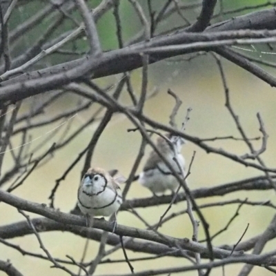 Stizoptera bichenovii (Double-barred Finch) at Coree, ACT - 8 Jan 2022 by wombey