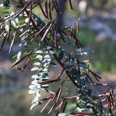 Indigofera australis subsp. australis (Australian Indigo) at Pambula Beach, NSW - 30 Dec 2021 by KylieWaldon