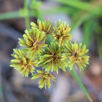 Cyperus eragrostis (Umbrella Sedge) at Pambula Beach, NSW - 30 Dec 2021 by KylieWaldon