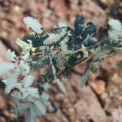 Acacia baileyana (Cootamundra Wattle, Golden Mimosa) at Pambula Beach, NSW - 30 Dec 2021 by KylieWaldon