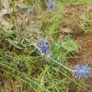 Eryngium ovinum at Ainslie, ACT - 8 Jan 2022 11:04 AM