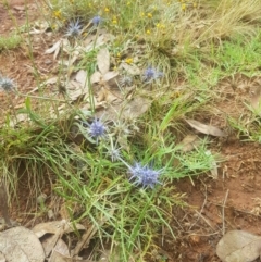 Eryngium ovinum at Ainslie, ACT - 8 Jan 2022 11:04 AM