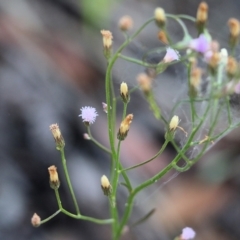 Cyanthillium cinereum (Purple Fleabane) at Pambula Beach, NSW - 30 Dec 2021 by KylieWaldon