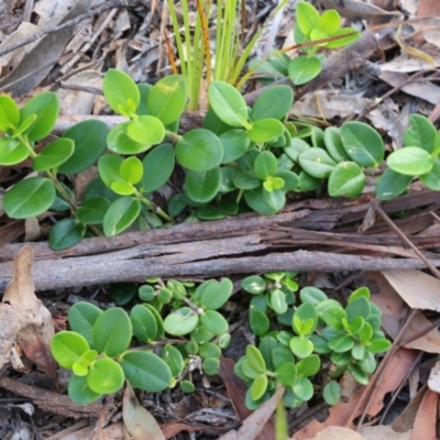 Alyxia buxifolia (Sea Box) at Pambula Beach, NSW - 30 Dec 2021 by KylieWaldon