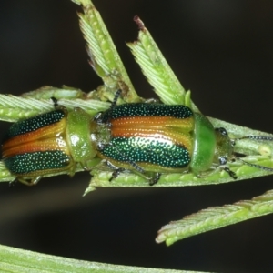 Calomela parilis at Hackett, ACT - 6 Jan 2022