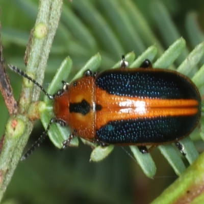 Calomela curtisi (Acacia leaf beetle) at Hackett, ACT - 6 Jan 2022 by jb2602